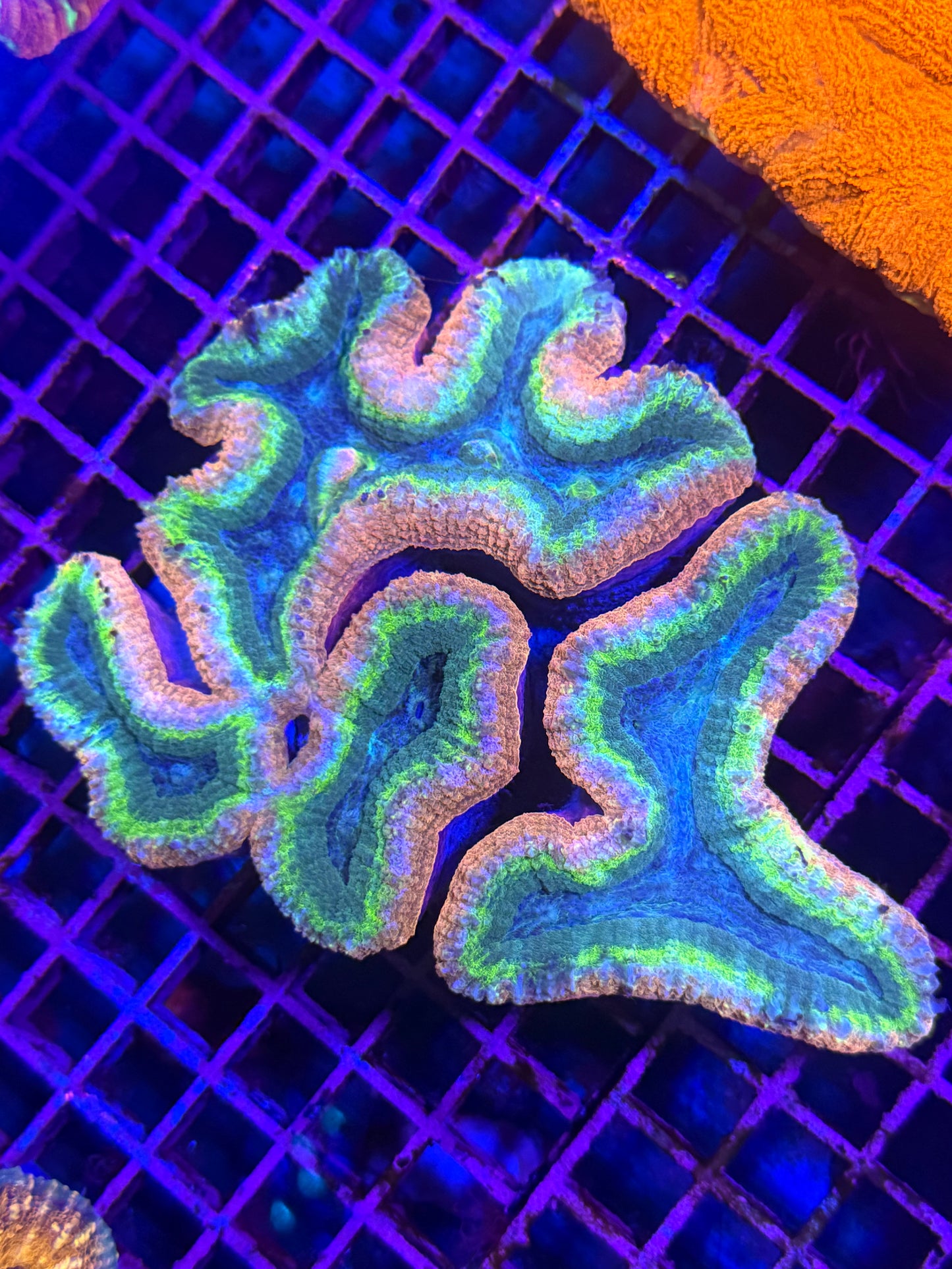 L Lobophyllia (🇦🇺)