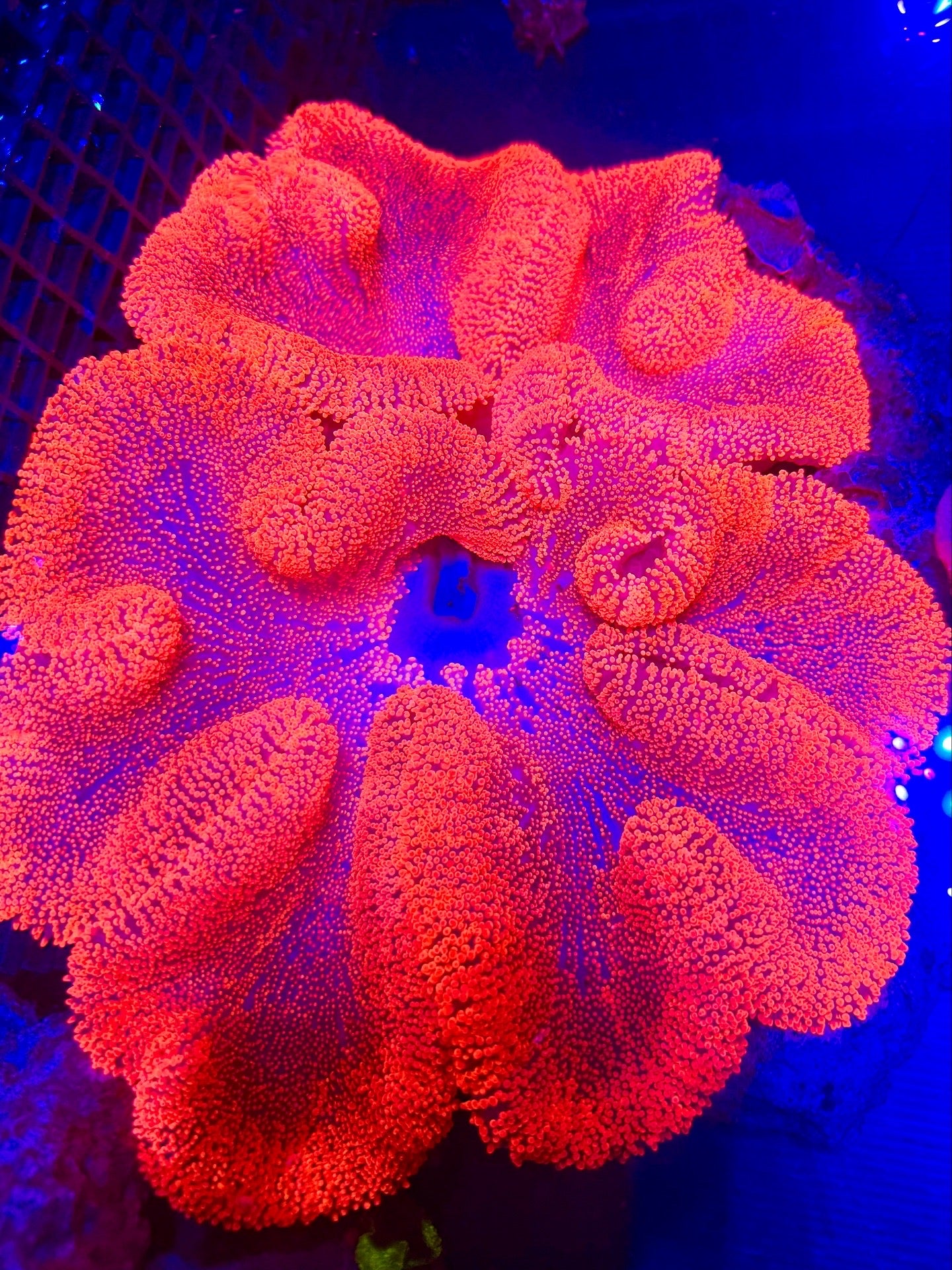Candy Pink Carpet Anemone (🇮🇩)