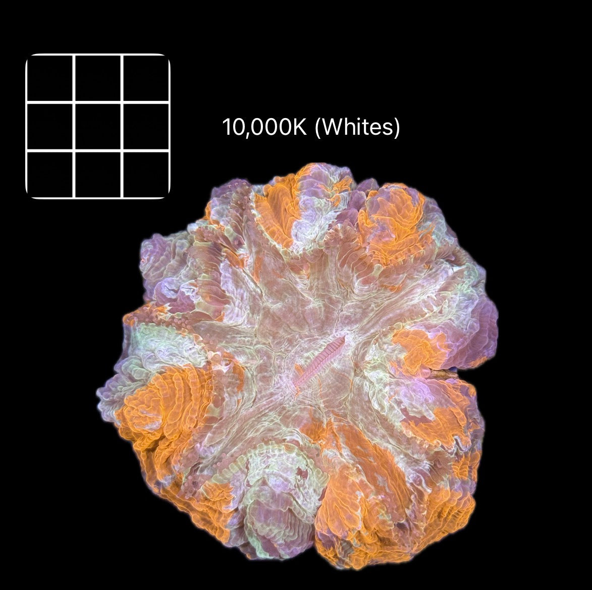 Super Splatter Acanthophyllia #2