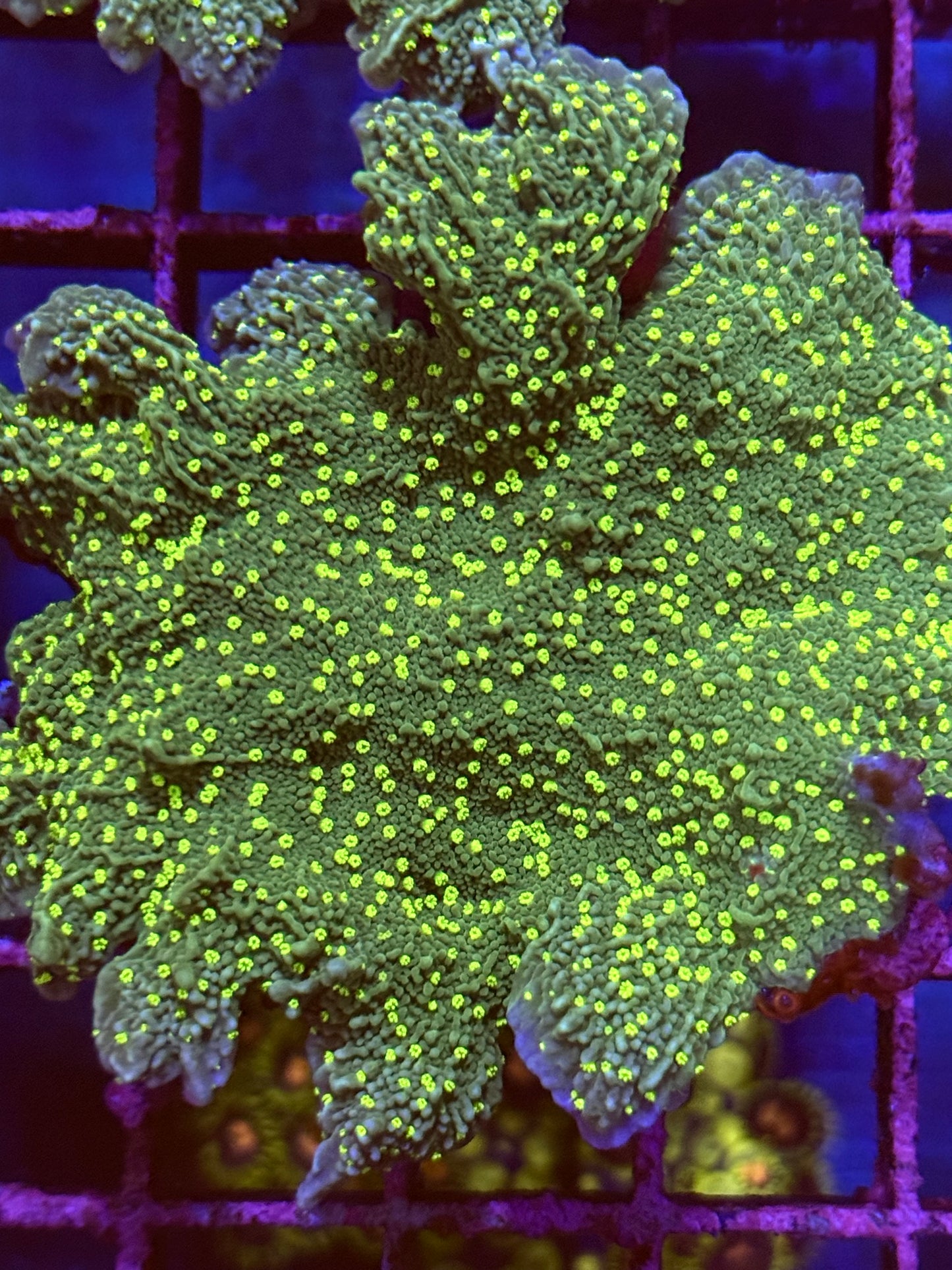 Hirsuta Montipora (🇪🇬)