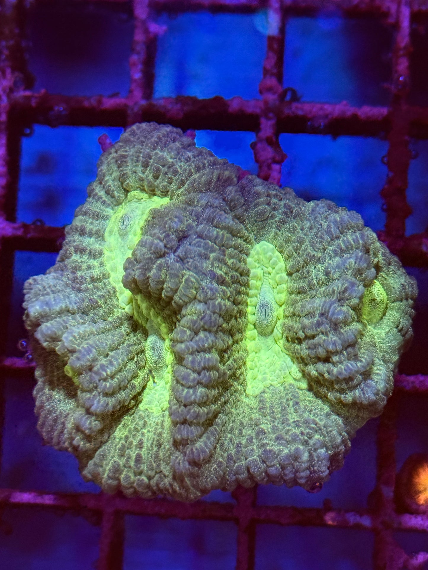 Yellow Maze Coral (🇮🇩)