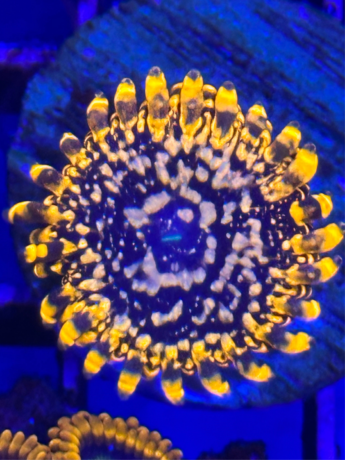 Utter Chaos Zoa