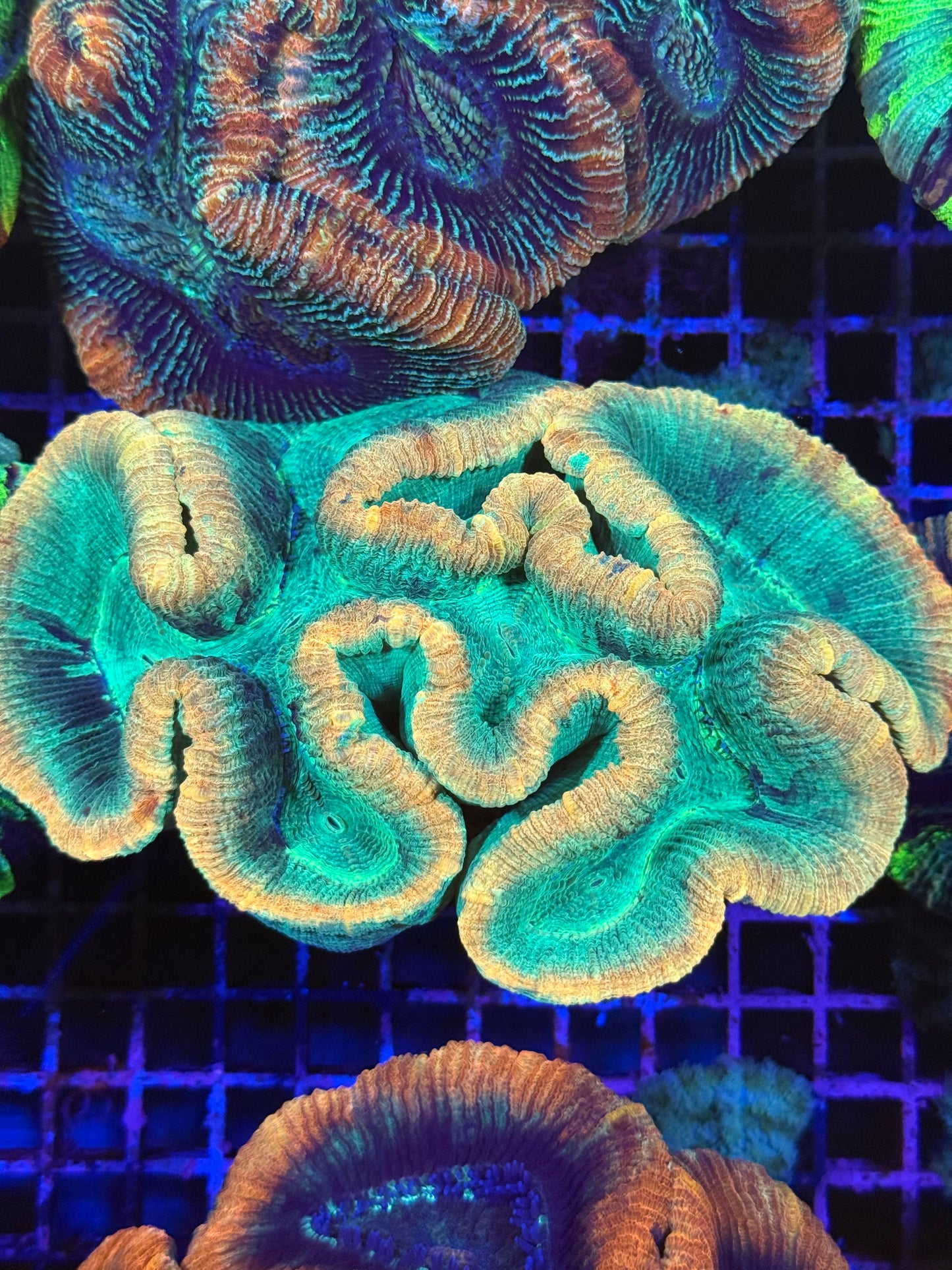 L Trachyphyllia (🇦🇺) #11