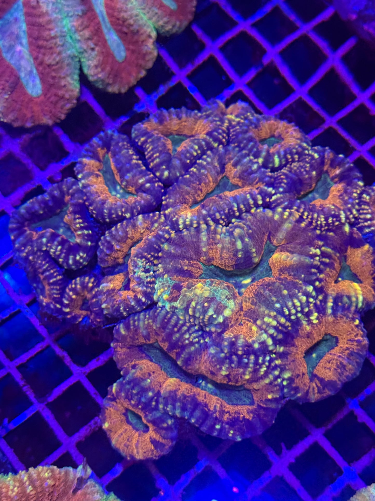 XL Lobophyllia (🇦🇺)