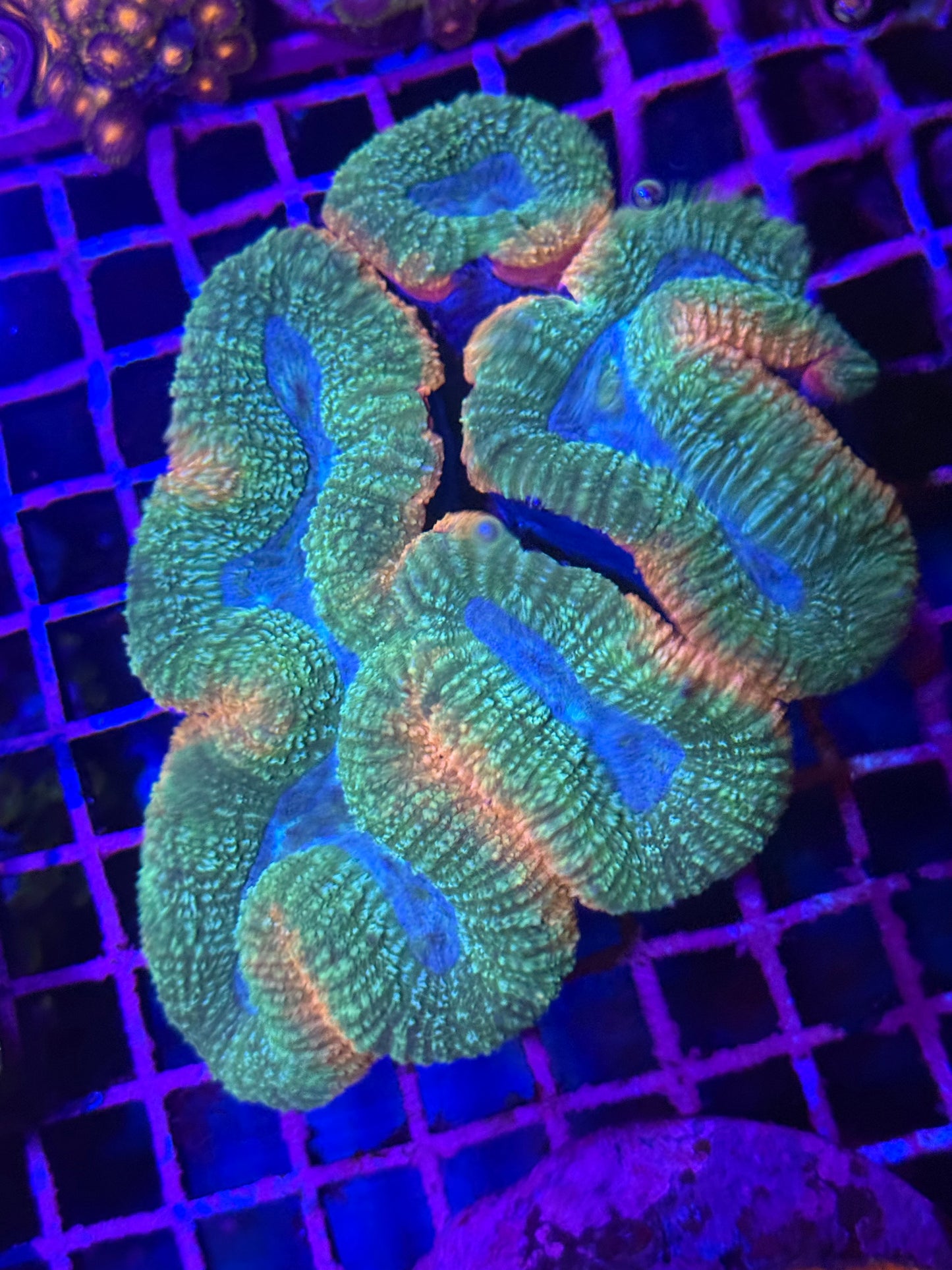 L Lobophyllia (🇦🇺)