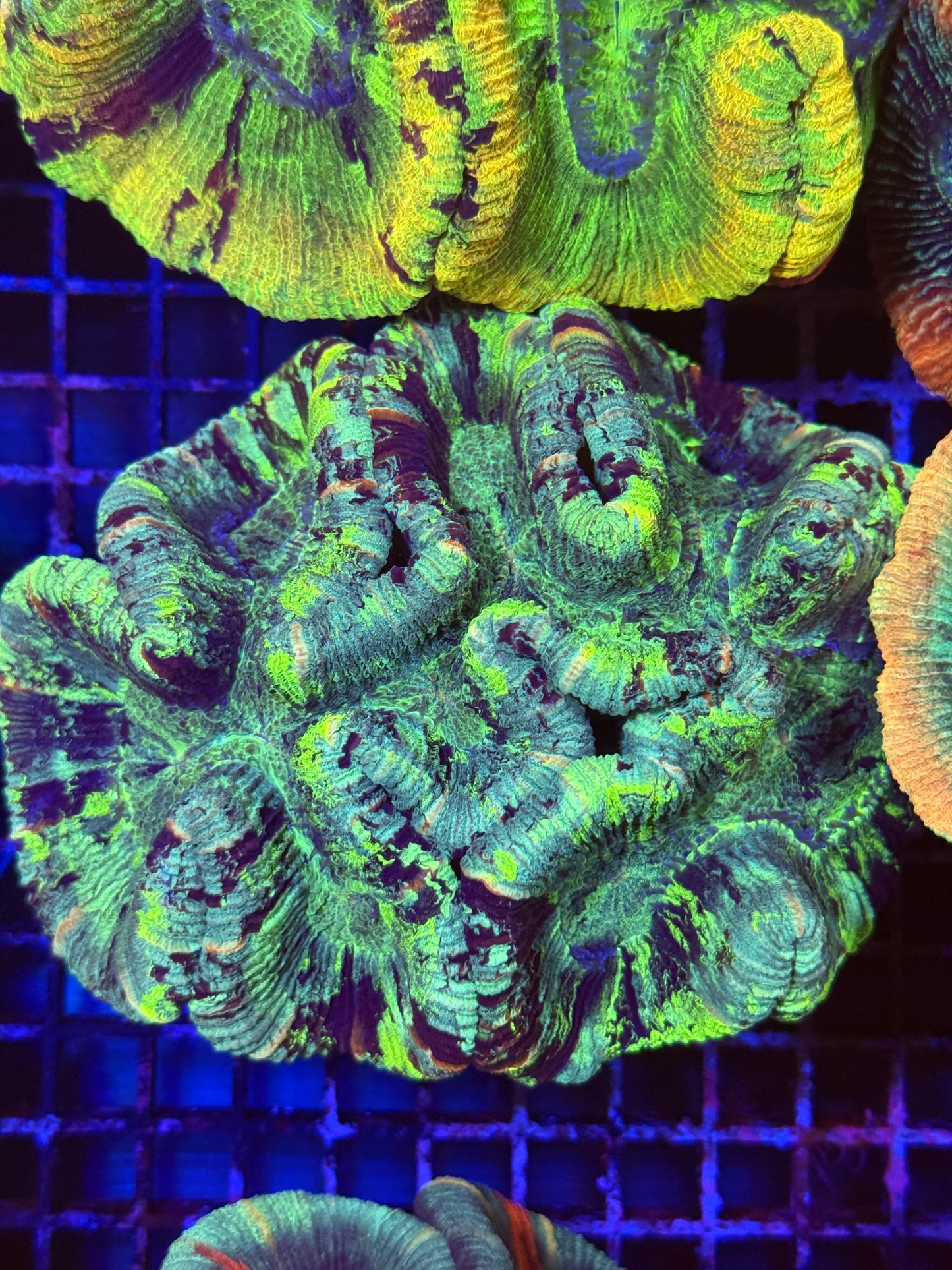 L Trachyphyllia (🇦🇺) #7