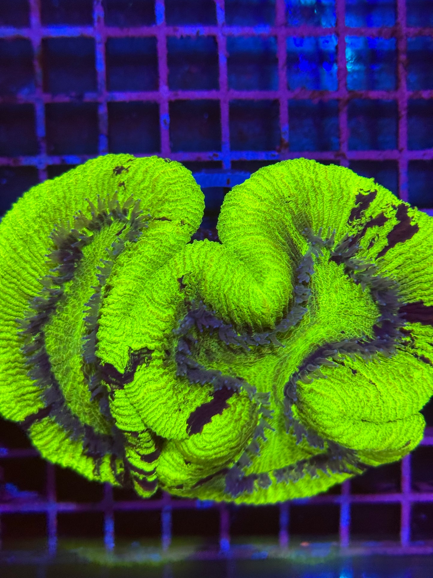 M Trachyphyllia (🇦🇺) #19