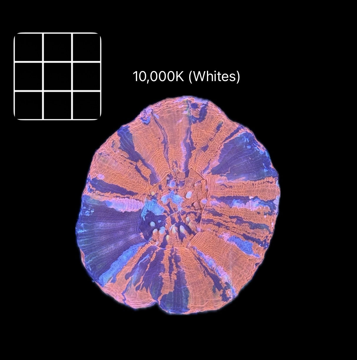 Ultra War-Paint Scolymia Australis