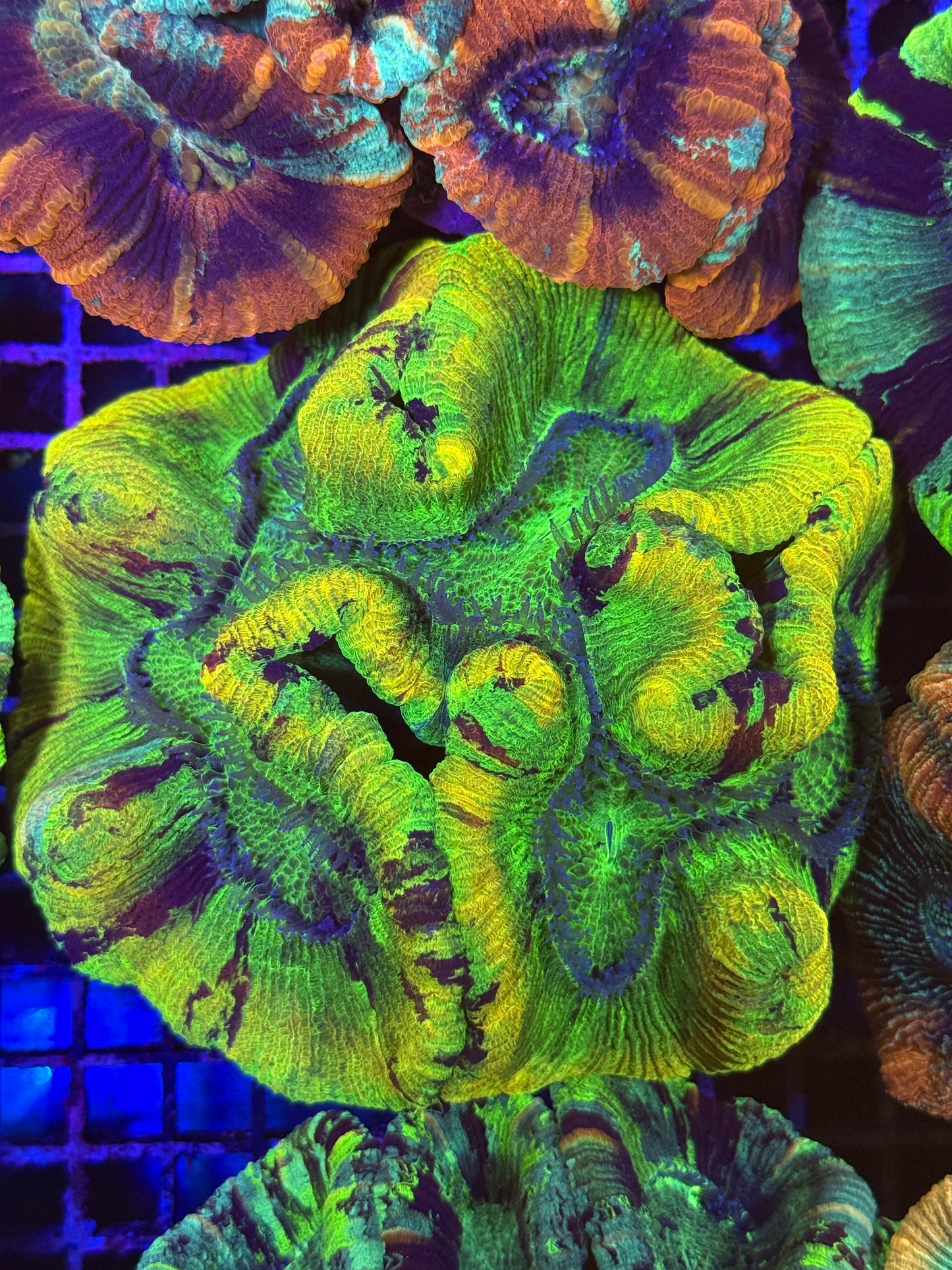 XL Trachyphyllia (🇦🇺) #8