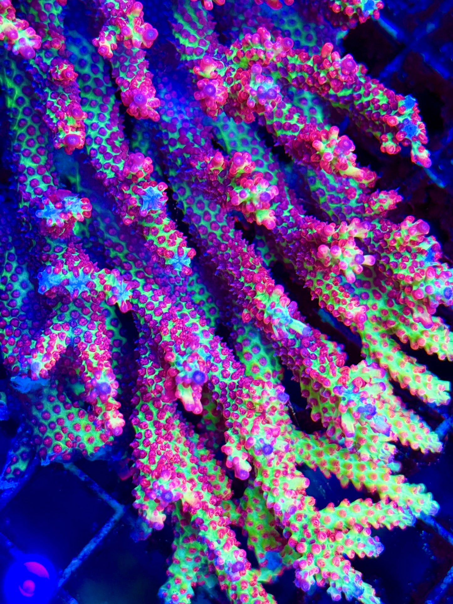 Strawberry Shortcake Acropora (πΈπ§)