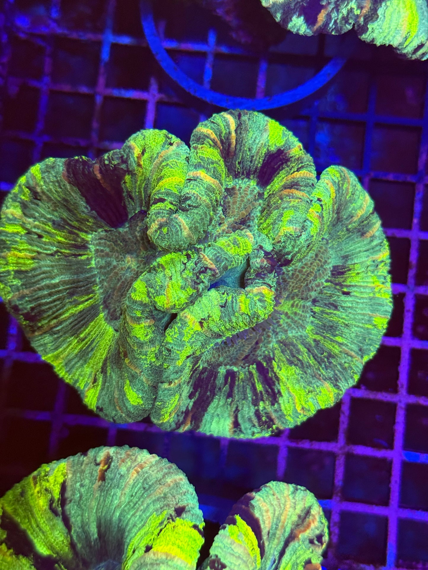 M Trachyphyllia (🇦🇺) #22