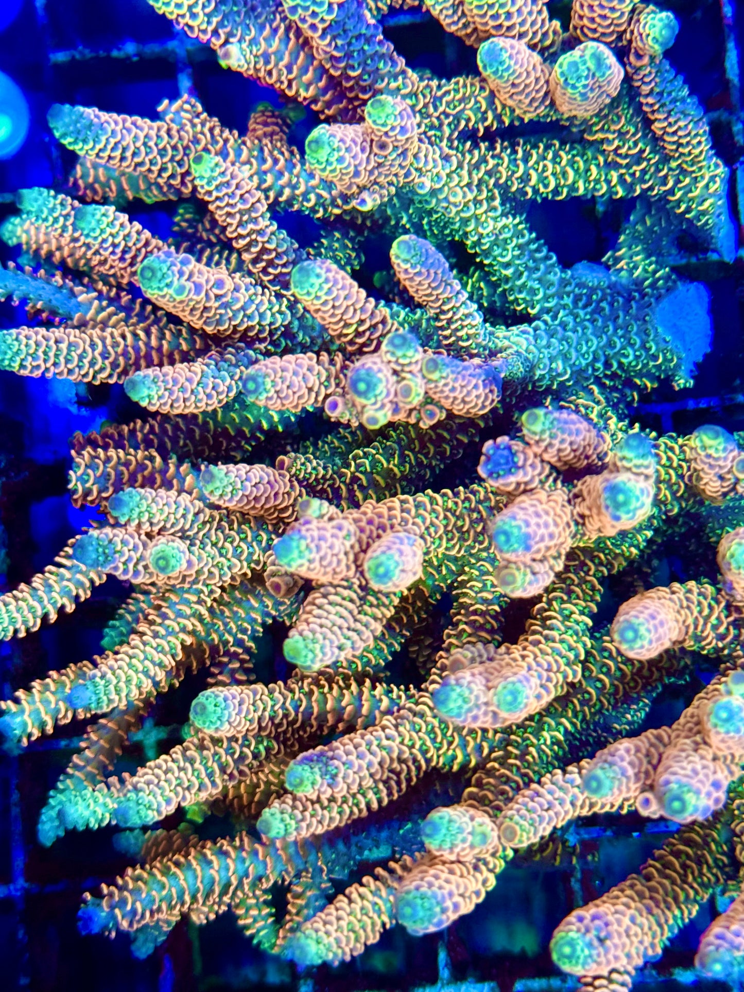 Glitter Rainbow Millepora (πΈπ§)
