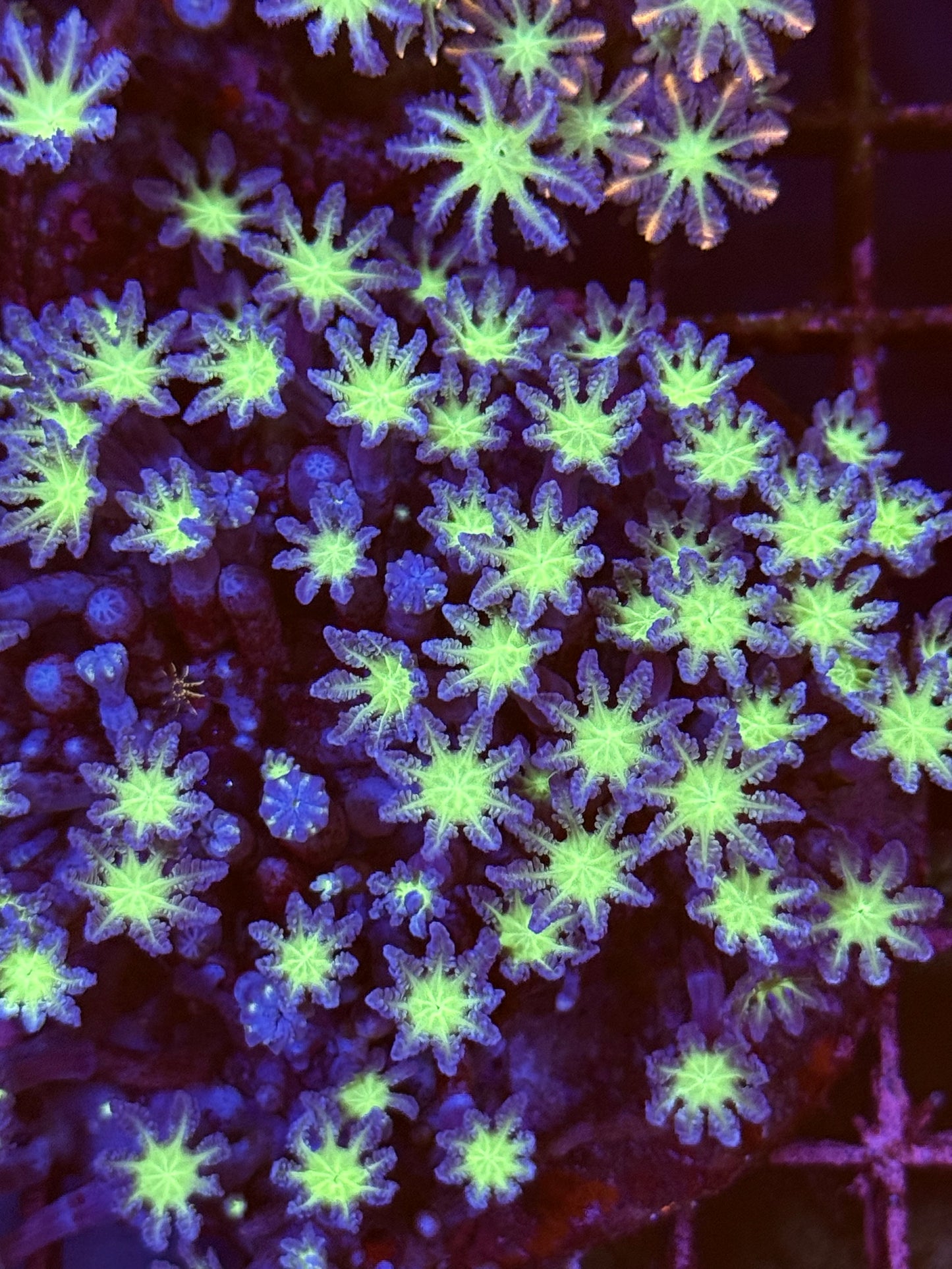 Green Clove Polyp (🇮🇩)