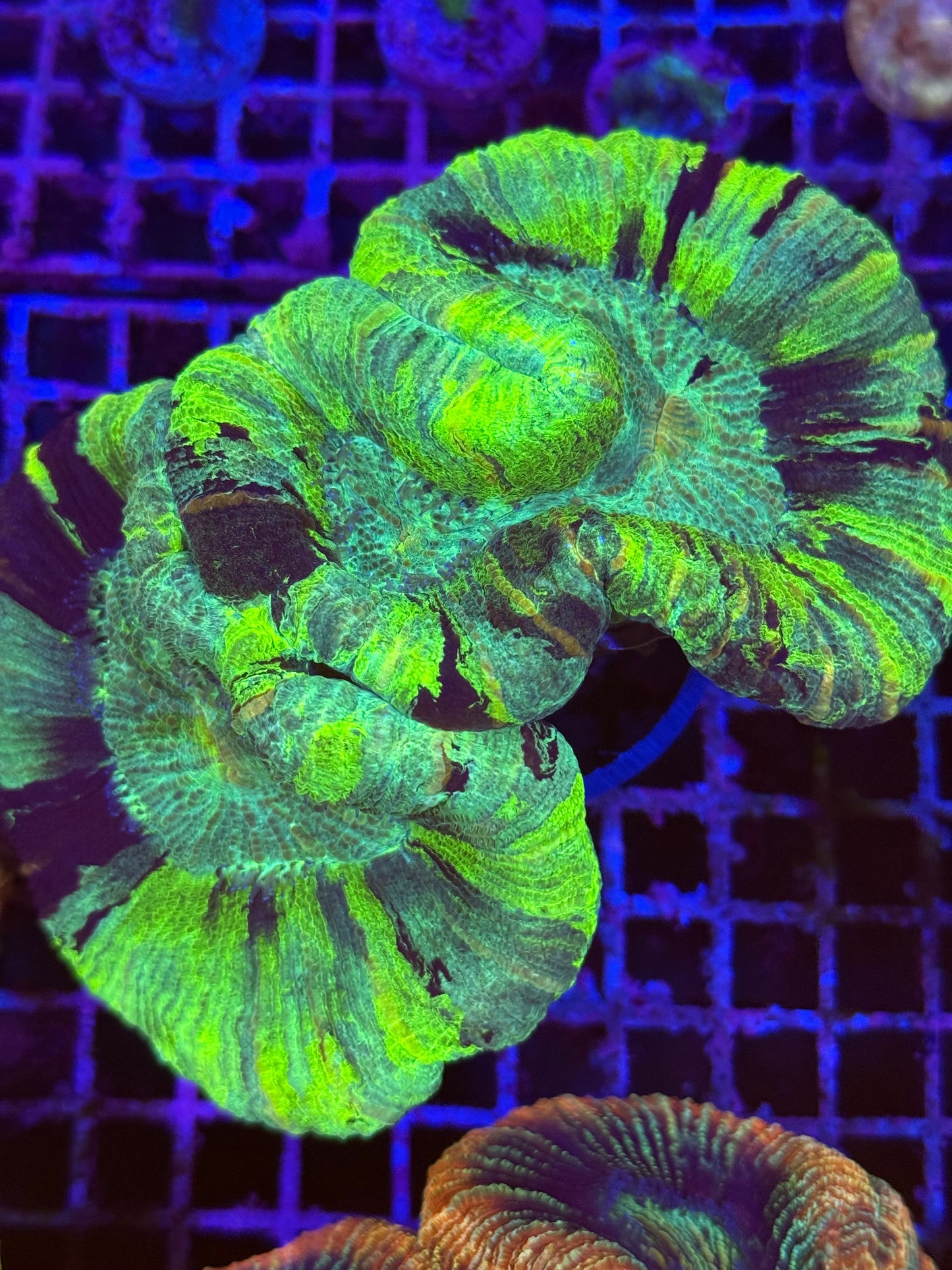 L Trachyphyllia (🇦🇺) #13