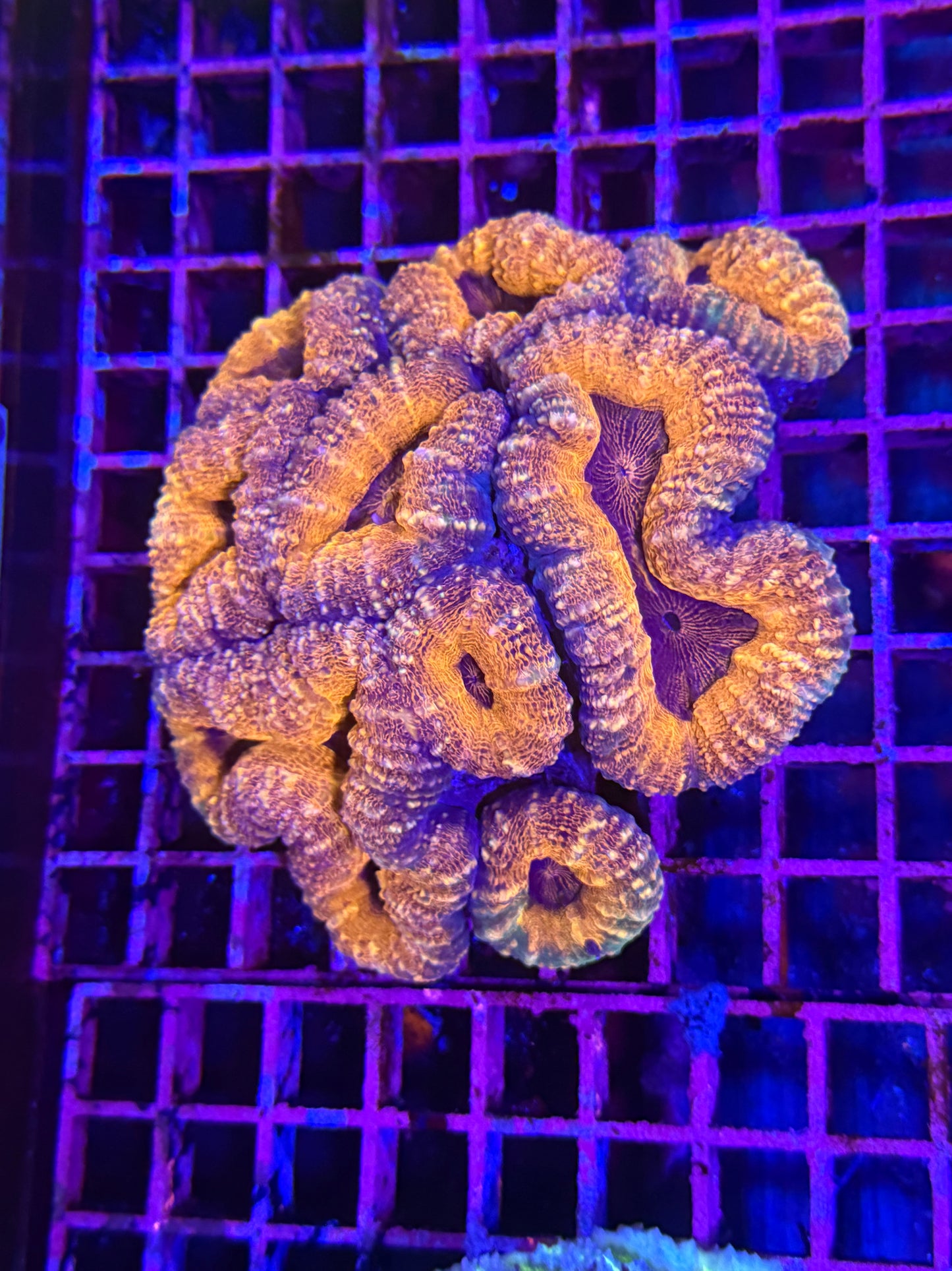 L Lobophyllia (🇦🇺)