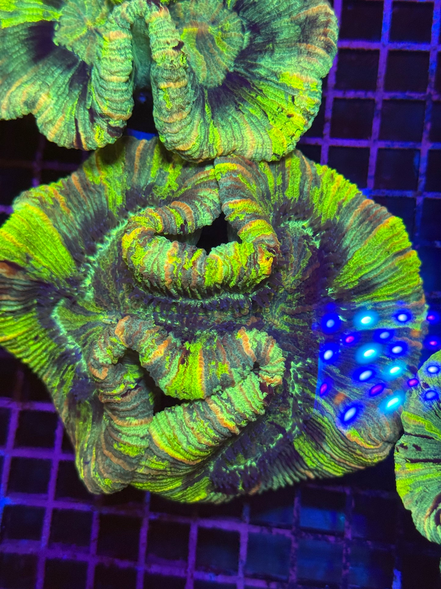 M Trachyphyllia (🇦🇺) #20