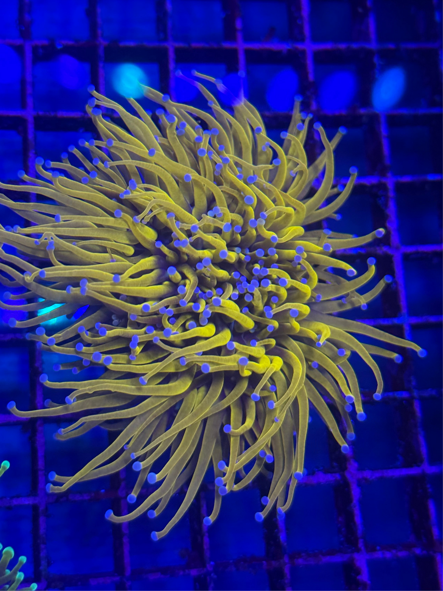 24k Torch Coral (๐ฎ๐ฉ)