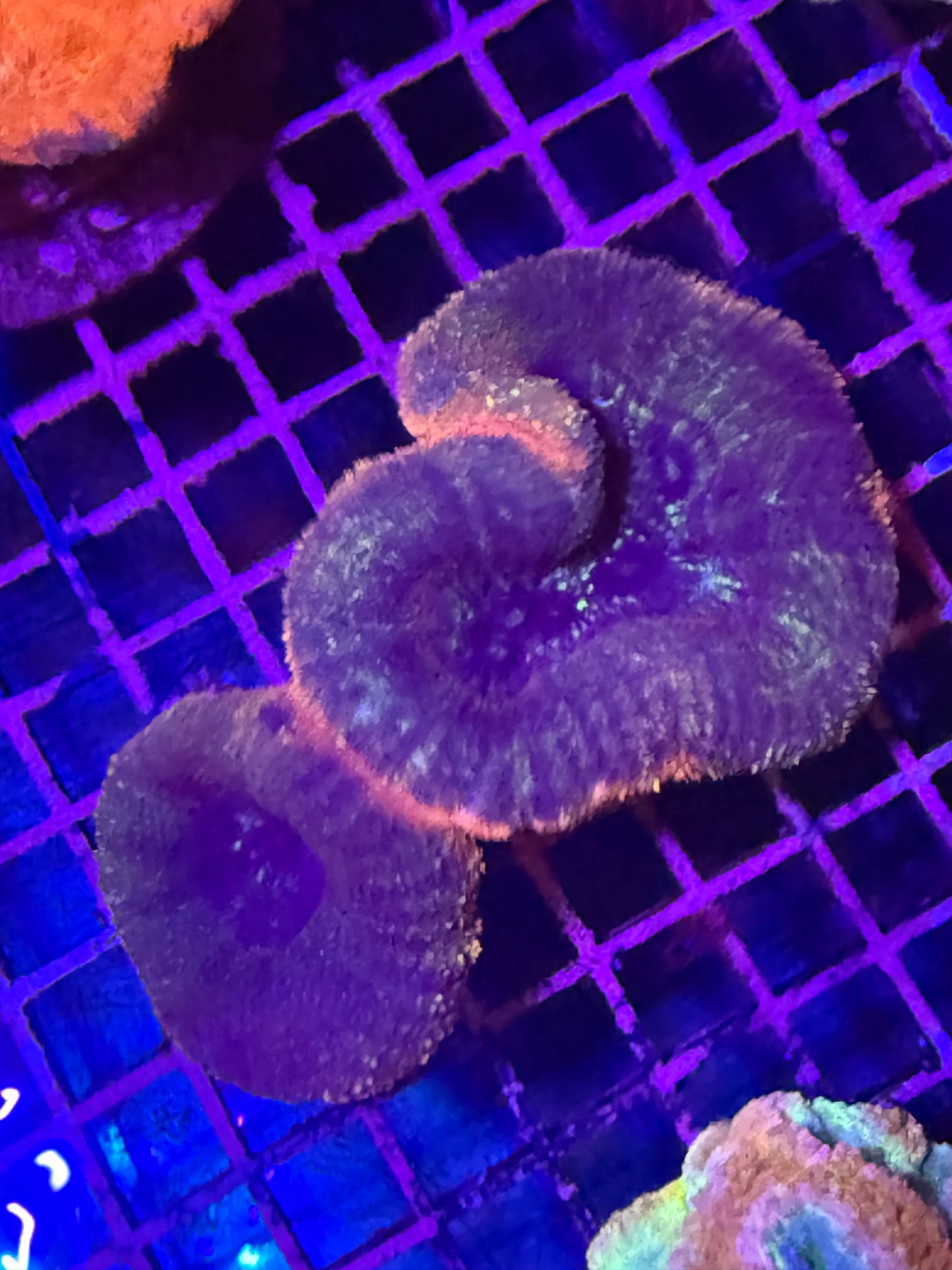 M Lobophyllia (🇦🇺)