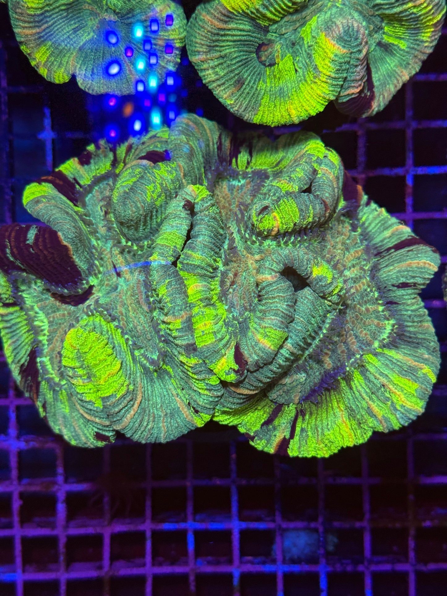 M Trachyphyllia (🇦🇺) #24