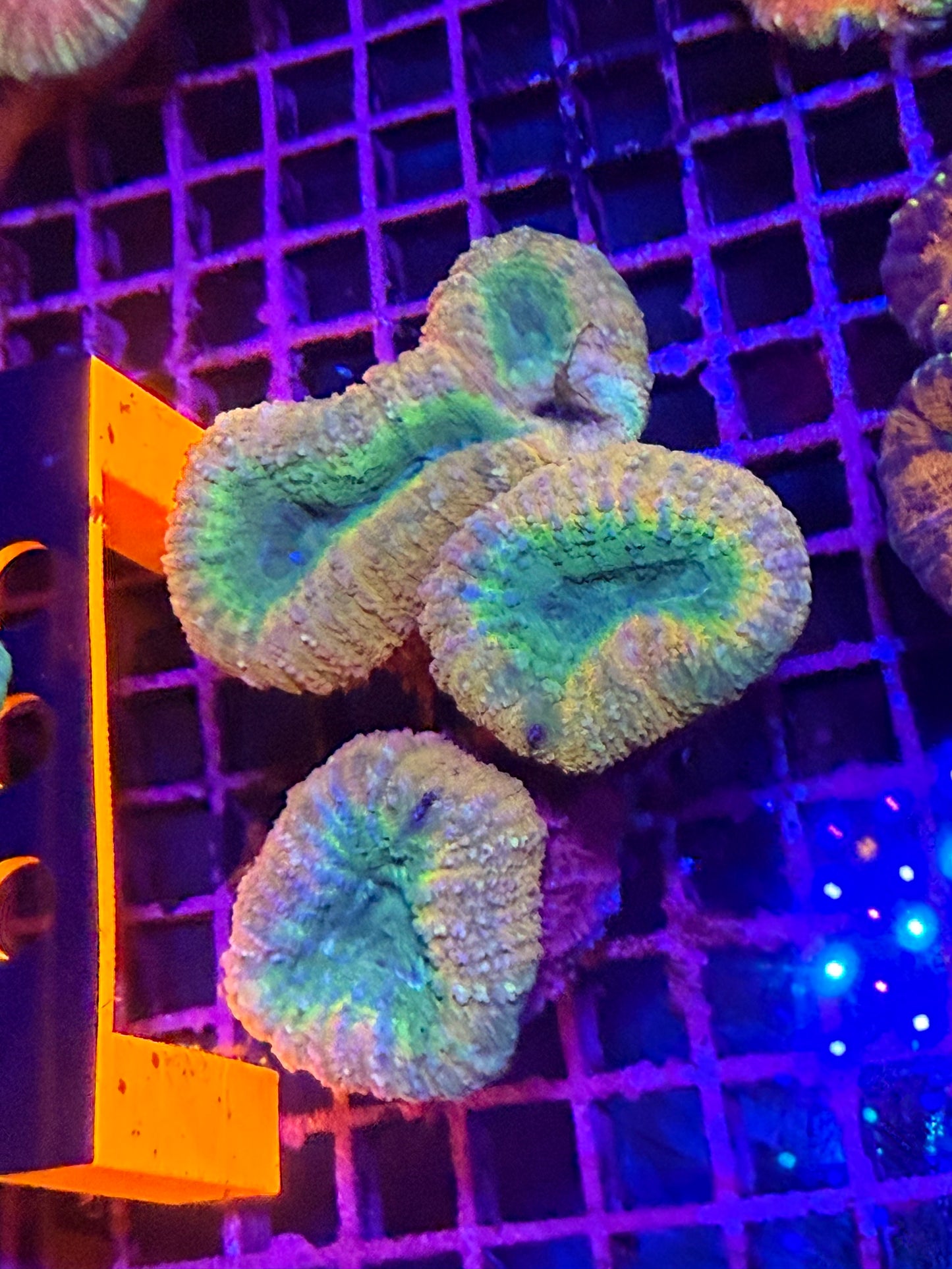 L Lobophyllia (🇦🇺)