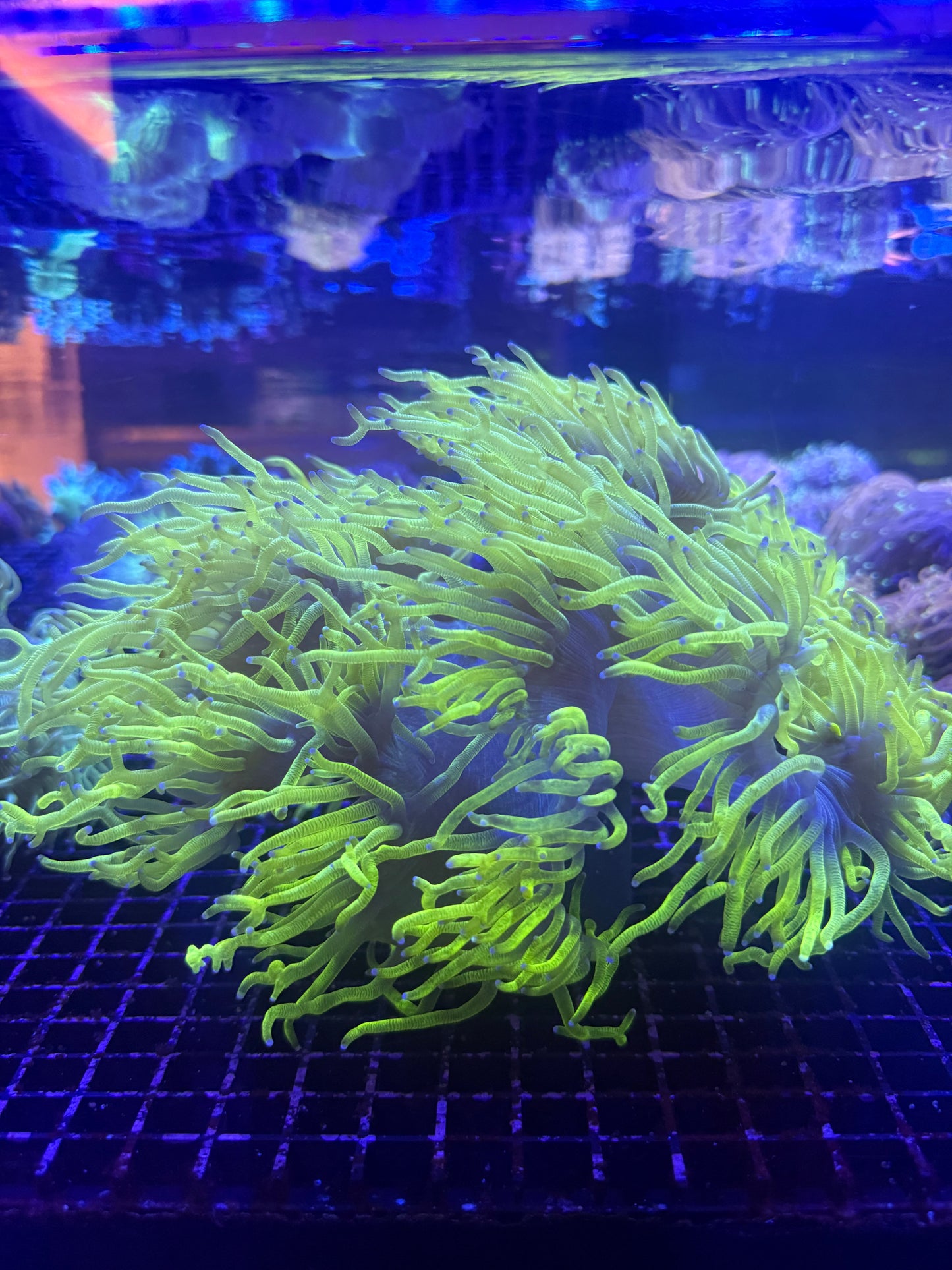Chernobyl Elegance Coral (☢️)