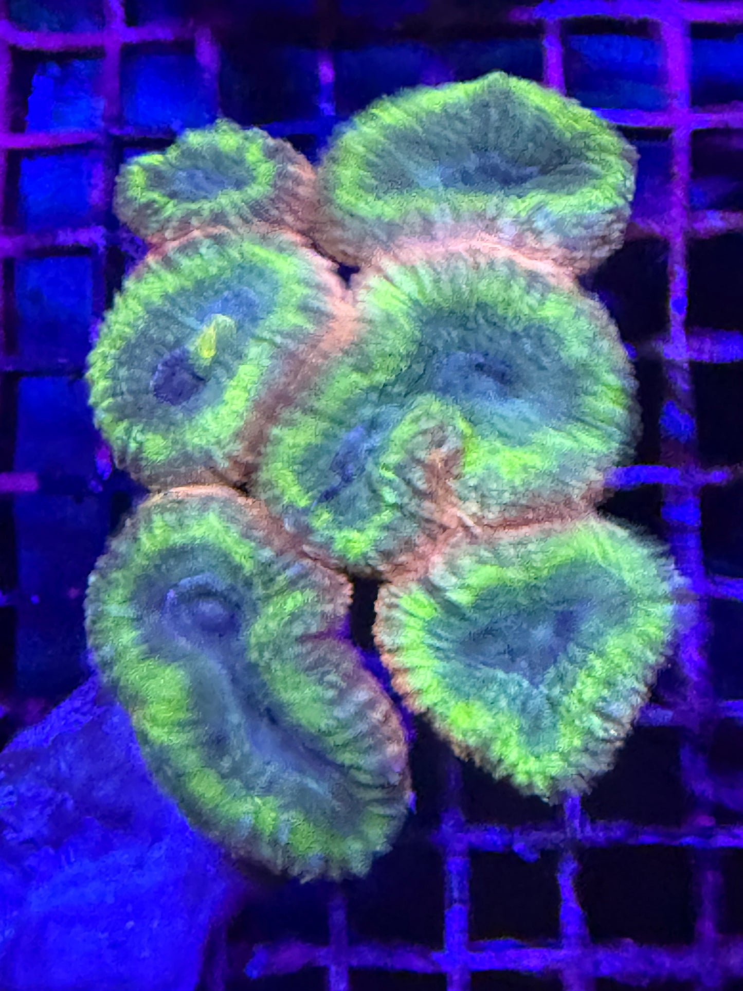 L Lobophyllia (🇦🇺)