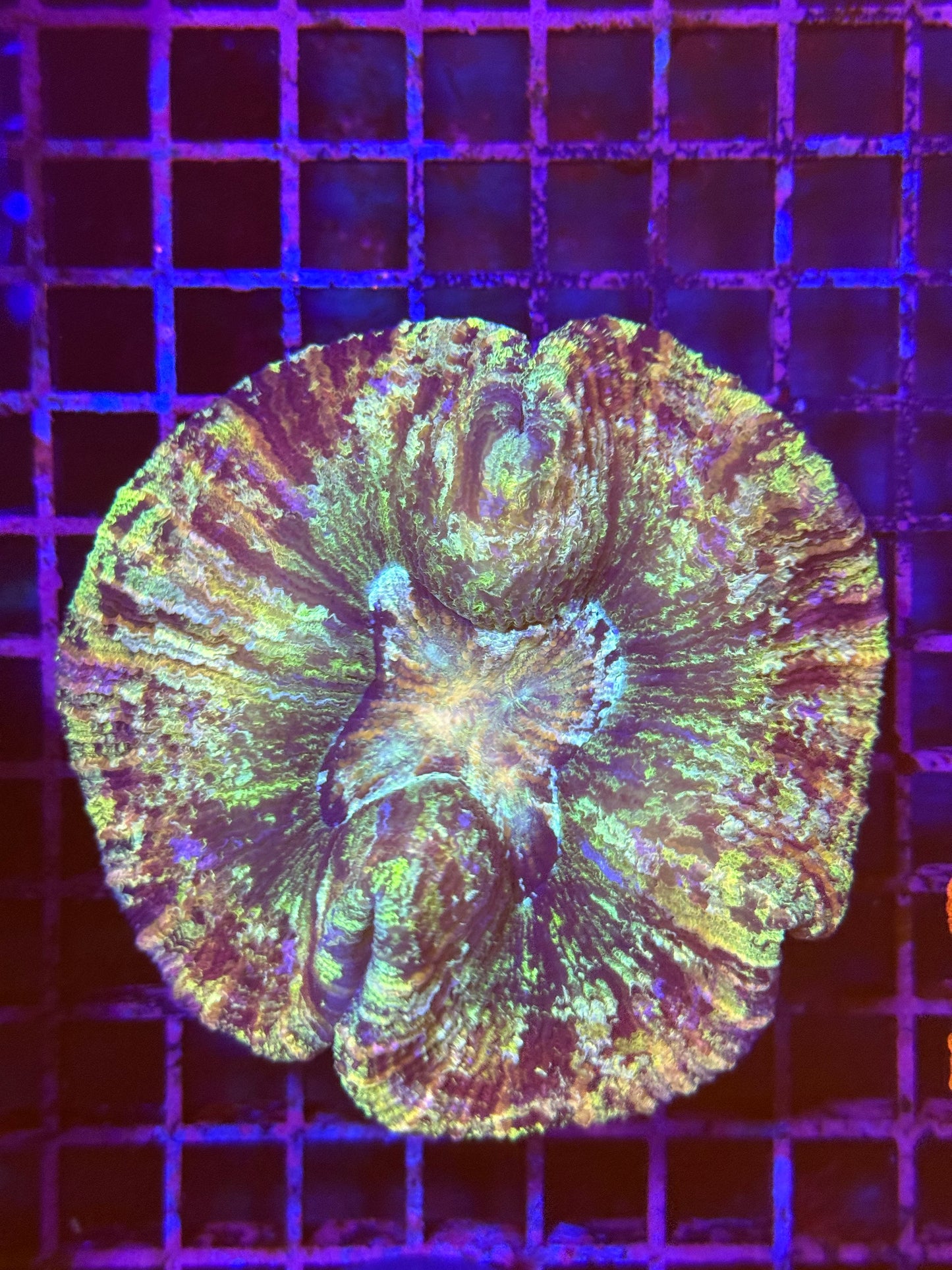 S Trachyphyllia (🇦🇺) #30