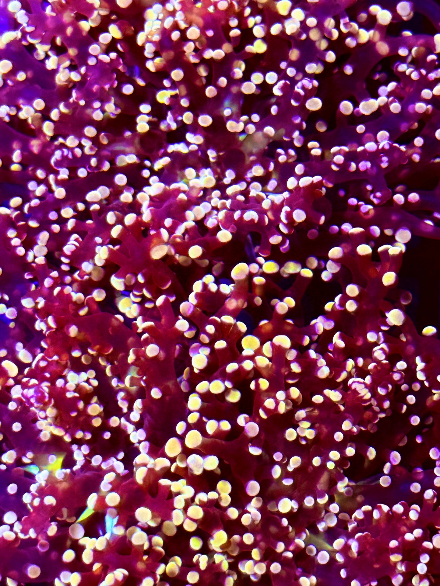 Pink Frogspawn Coral (🇮🇩)