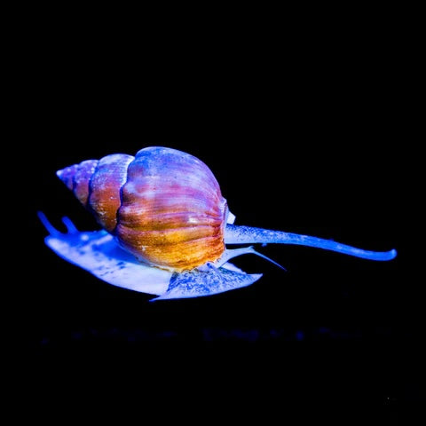 Nassarius Snail