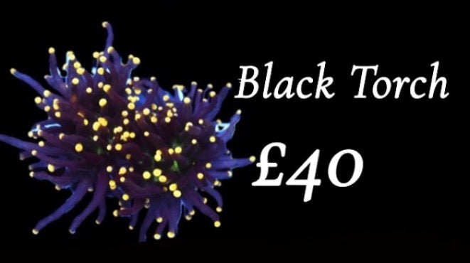 Black Torch