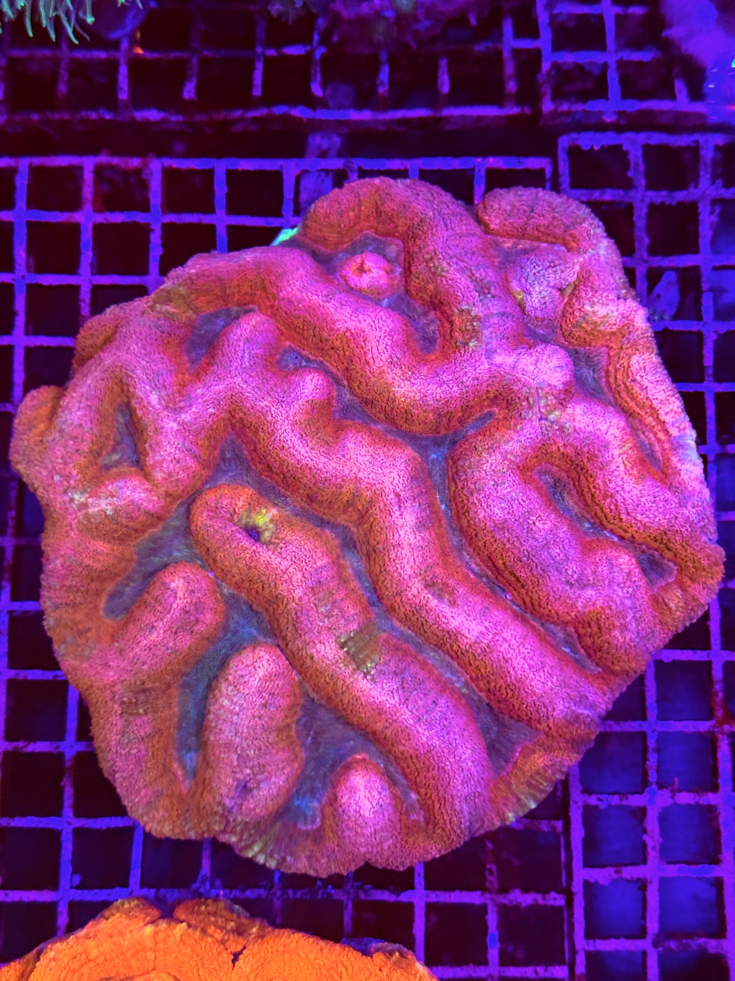 XL Lobophyllia (🇦🇺)