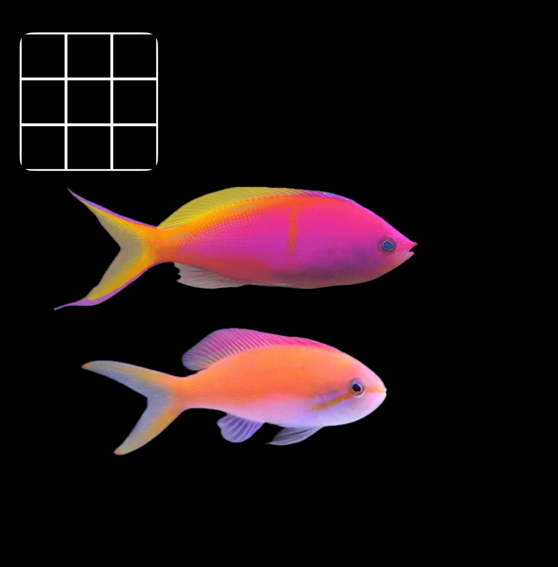 Threadfin Anthias (Nemanthias carberryi)