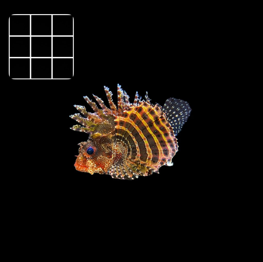 Dwarf Fuzzy Lionfish (Dendrochirus brachypterus)