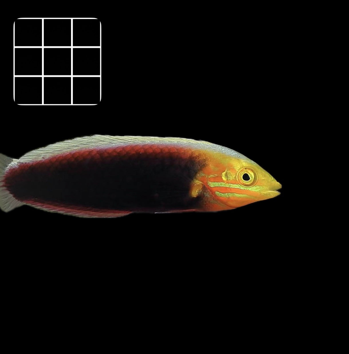 Iridescent Wrasse (Thalassoma iridis)