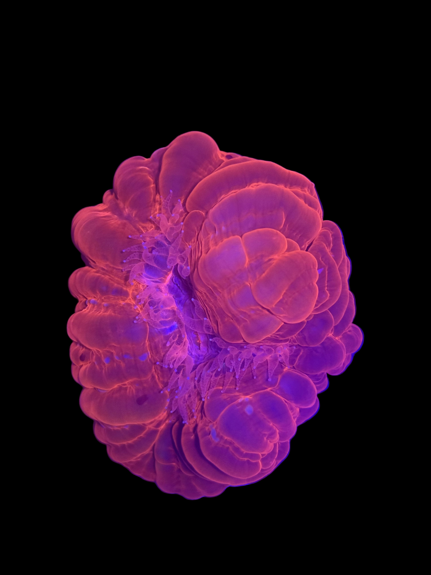 Red Cynarina (🇮🇩)