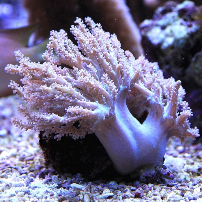 Medusa Coral (🇮🇩)