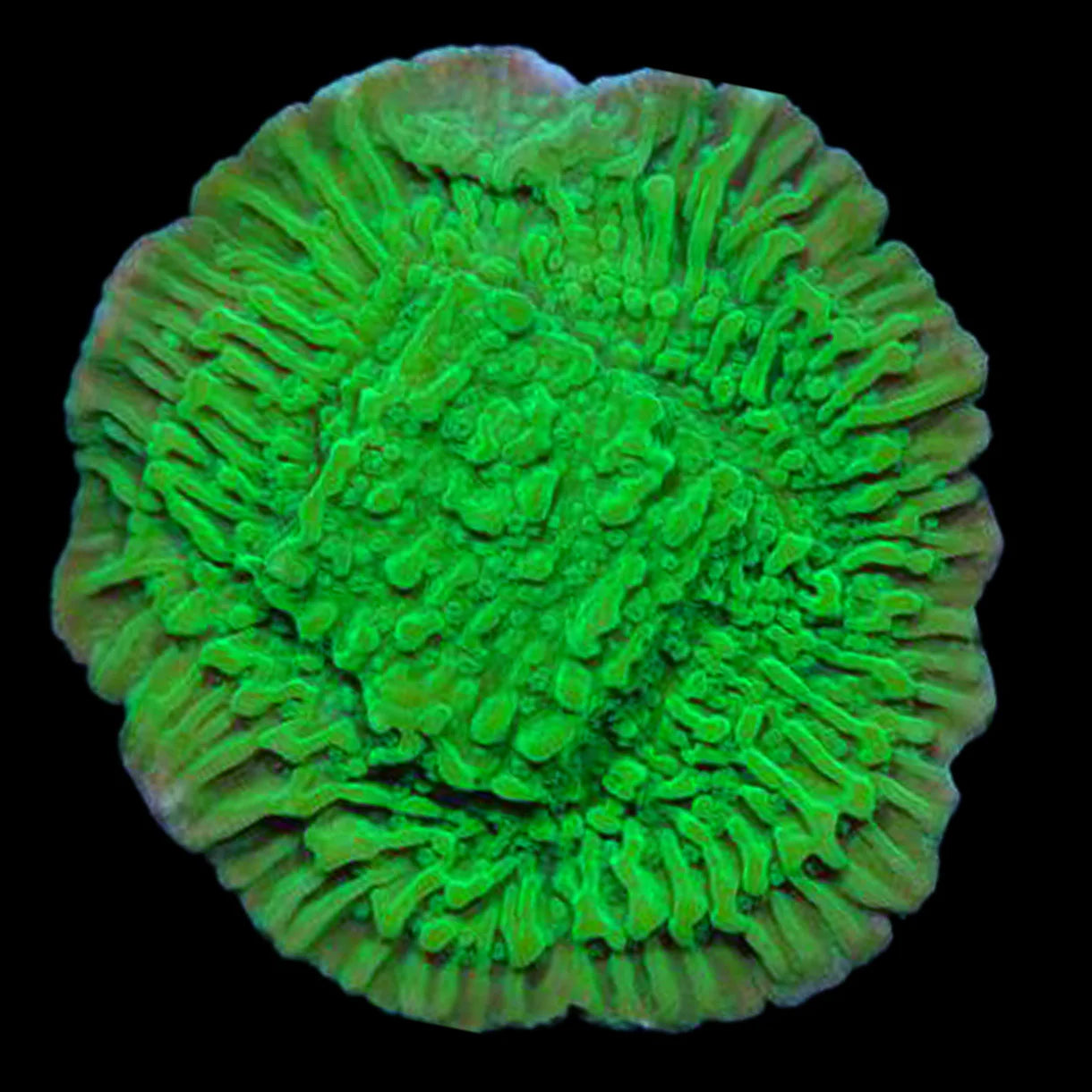 Green Montipora Cap (🇮🇩)