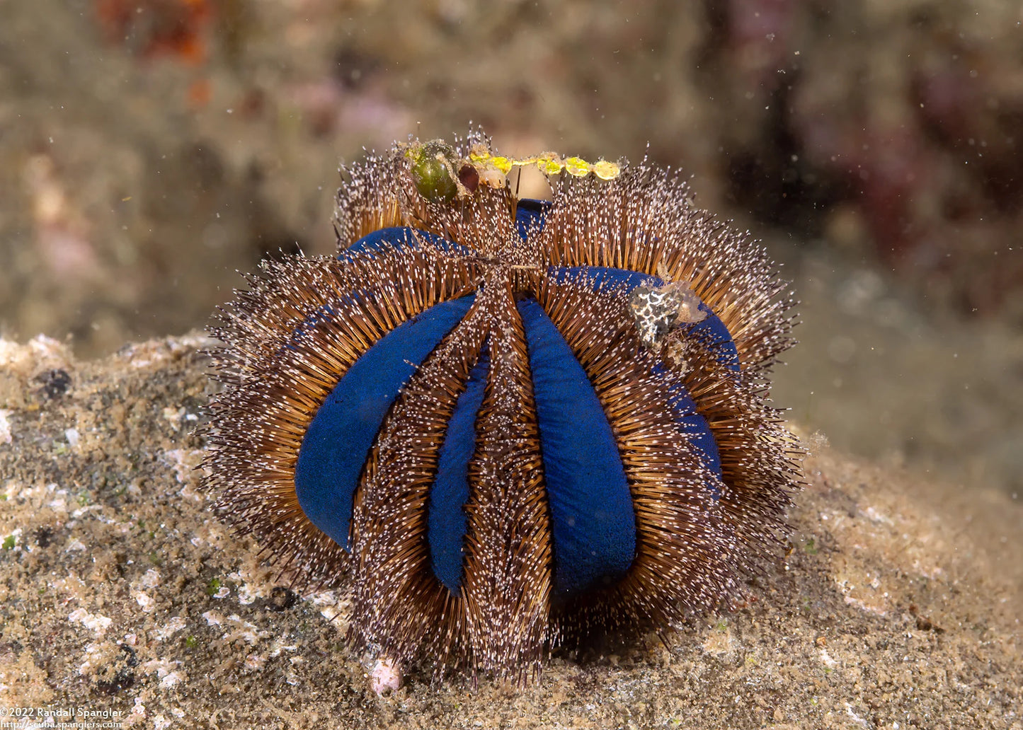 Blue Tuxedo Urchin (Mespilia globulus)