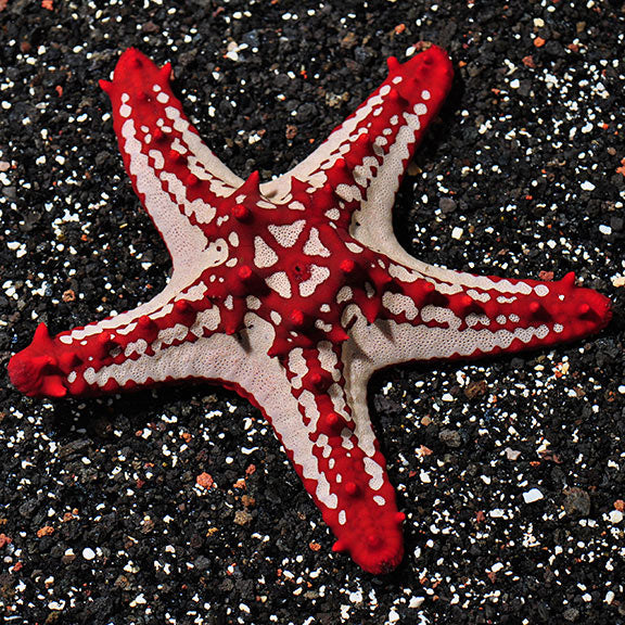 Crimson Knobbed Starfish (Protoreaster linckii)