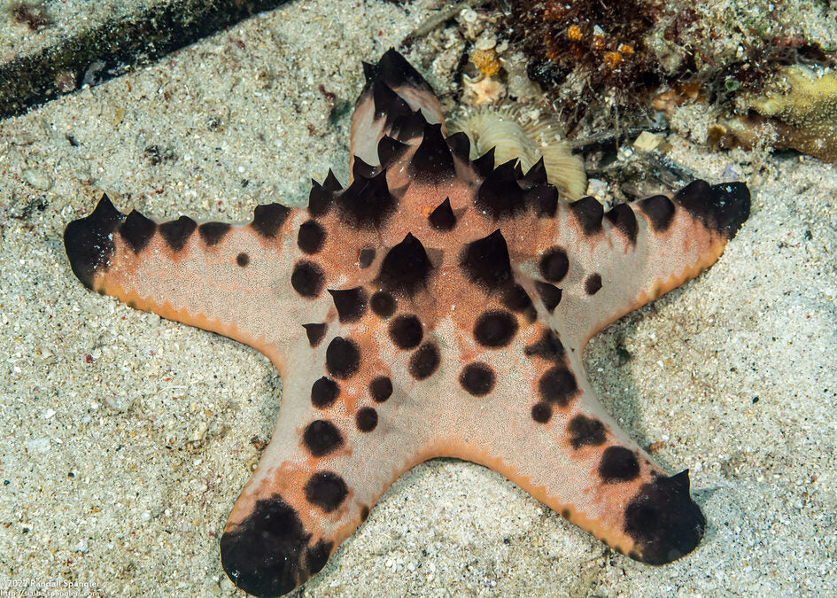 Chocolate Chip Starfish (Protoreaster nodosus)