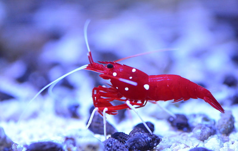 Fire Shrimp (Lysmata debelius)