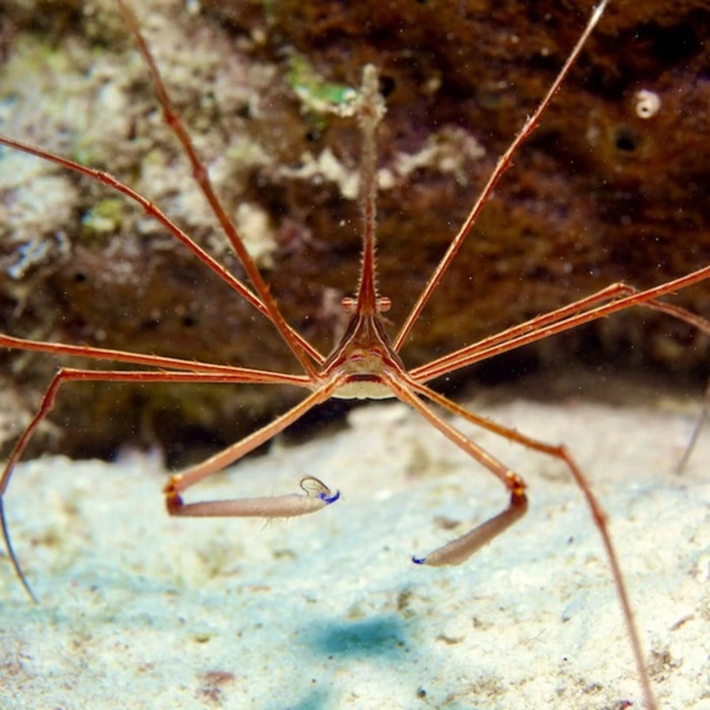 Arrowhead Crab (Stenorhynchus seticornis)
