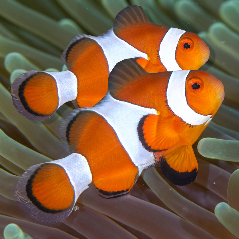 Common Clownfish