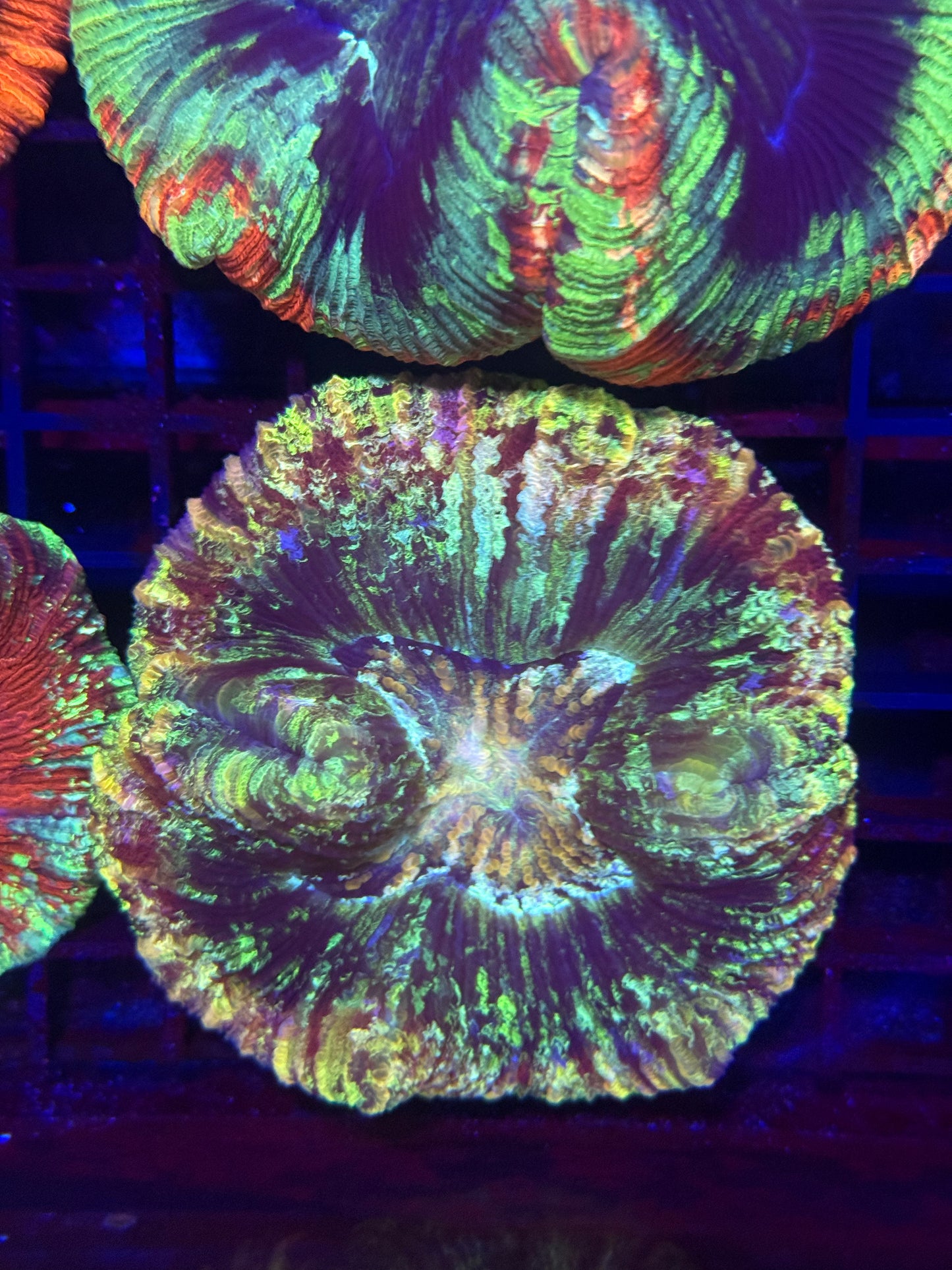 Rainbow Trachyphyllia
