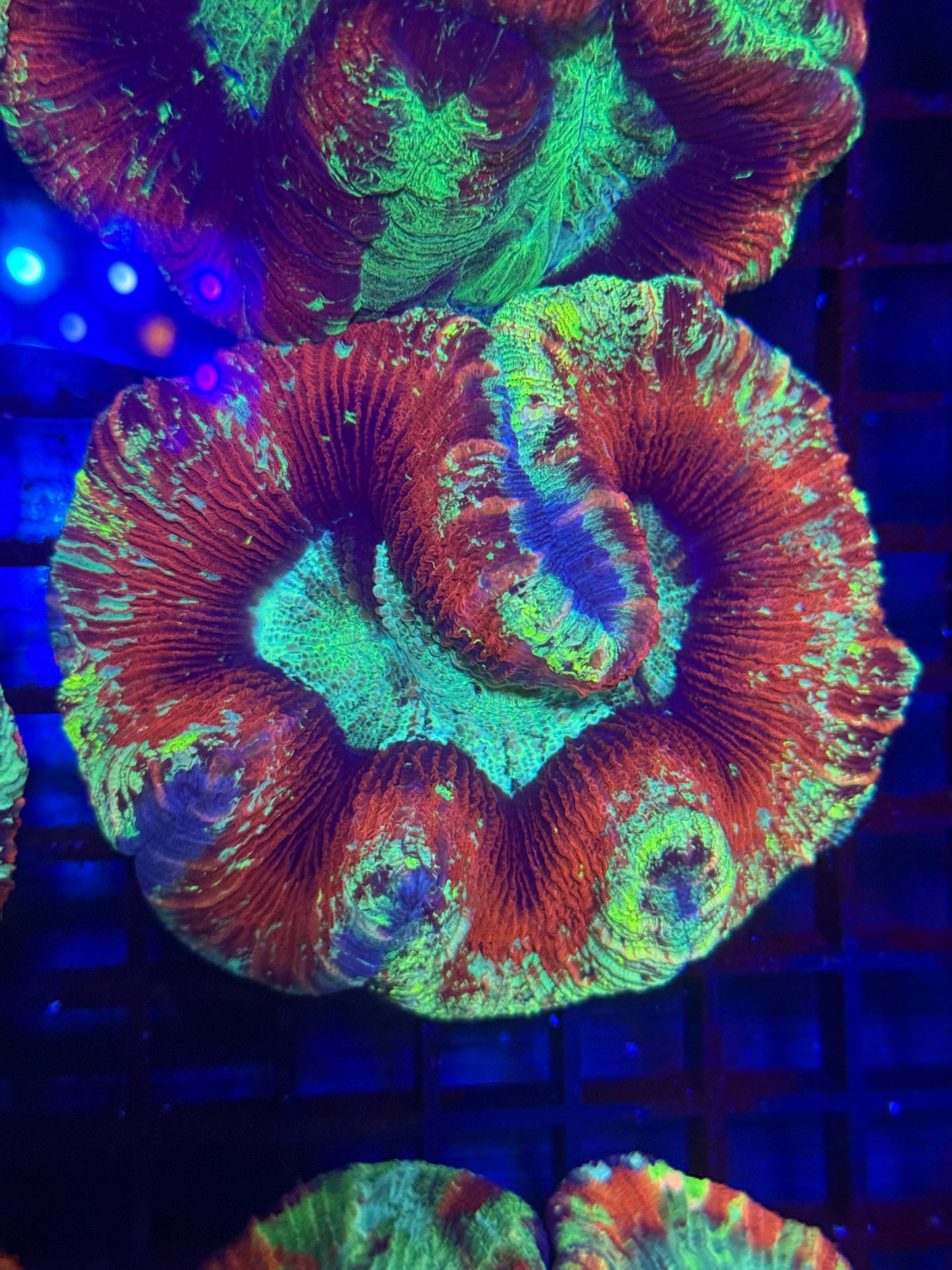 Rainbow Trachyphyllia
