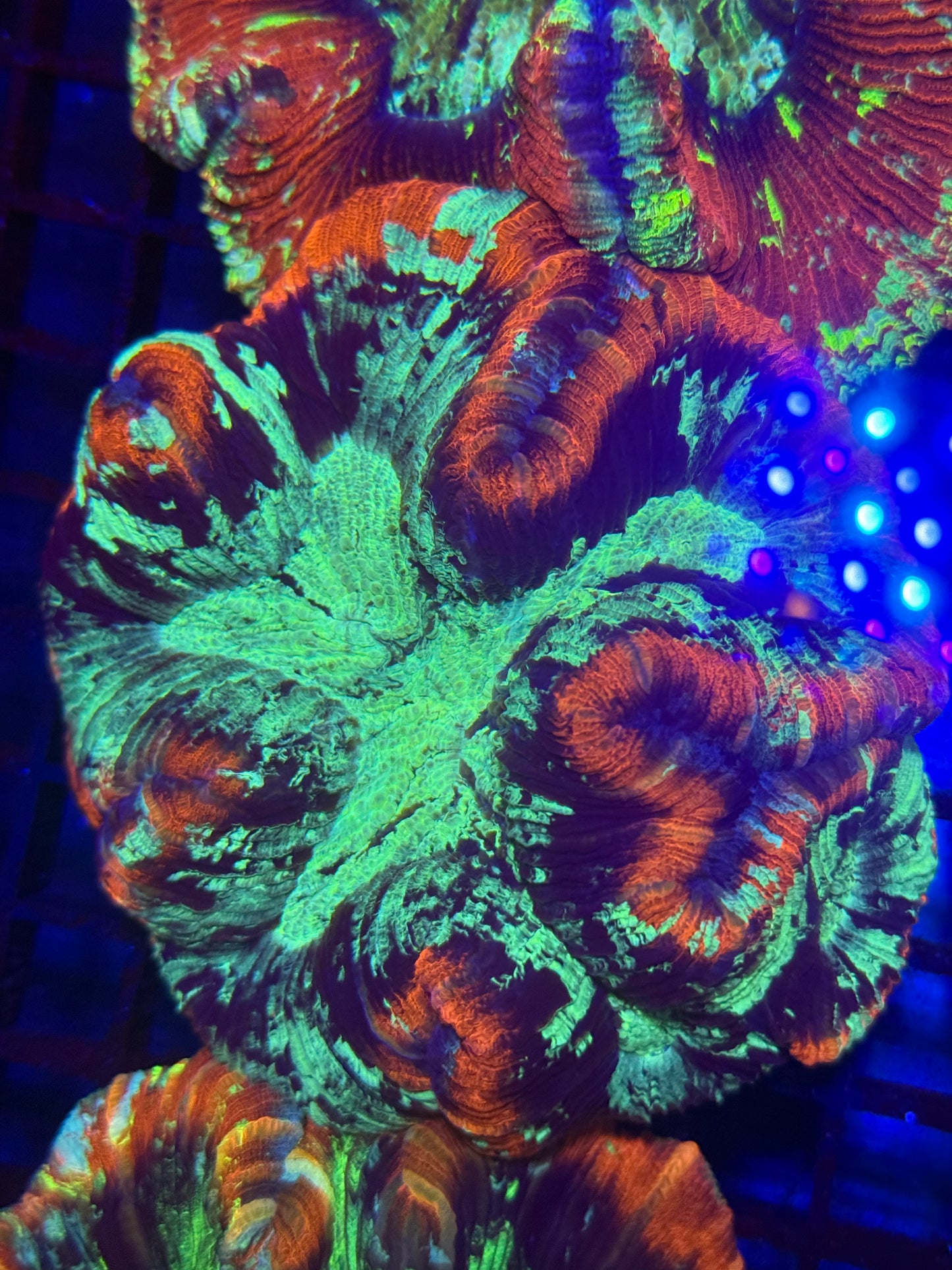 Rainbow Trachyphyllia