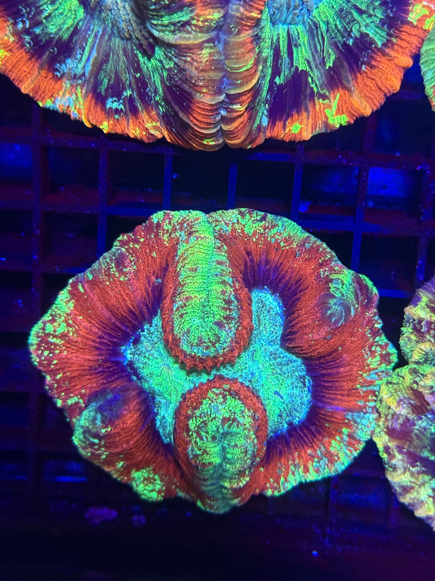 Rainbow Trachyphyllia