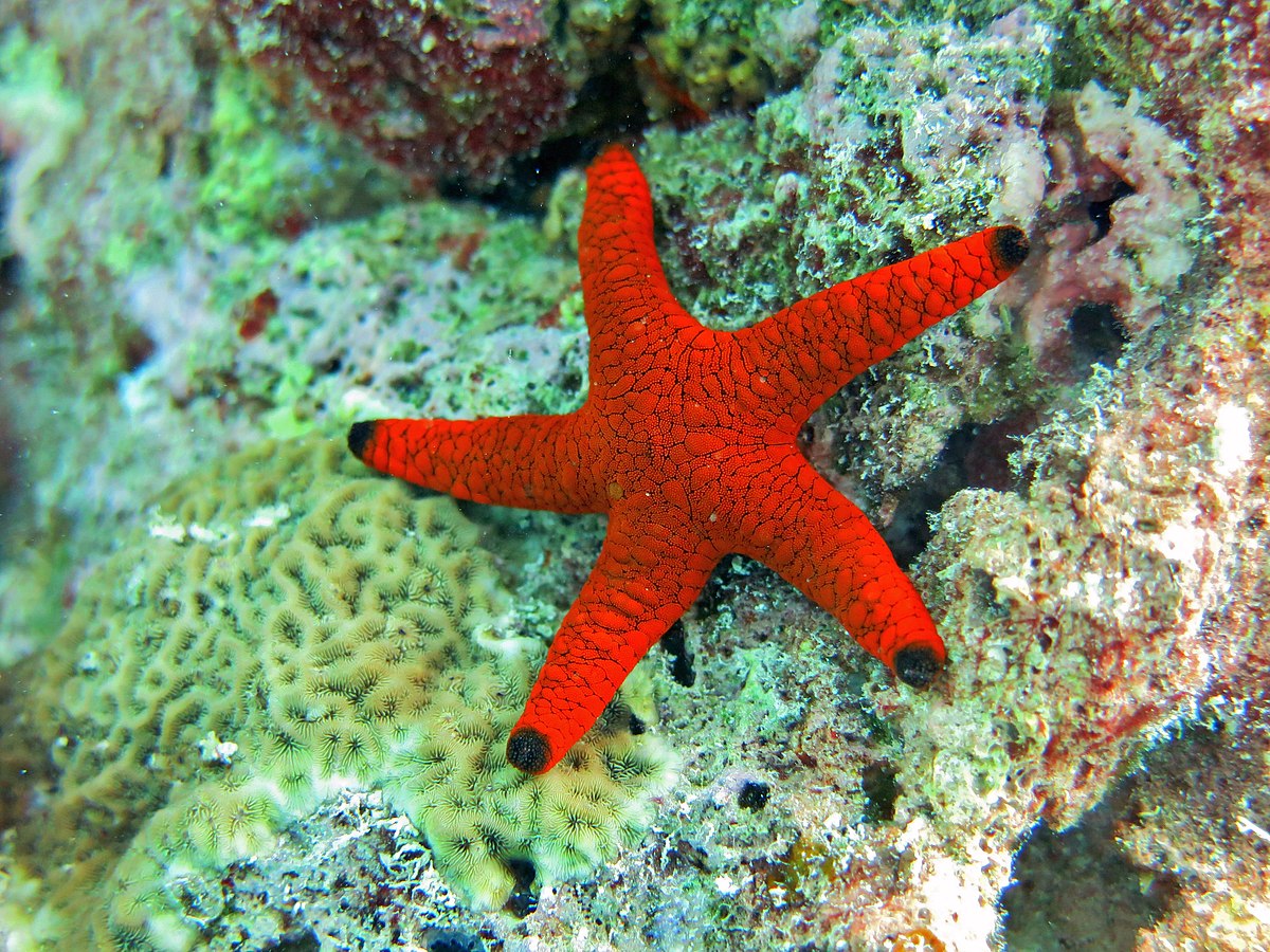 Invertebrates