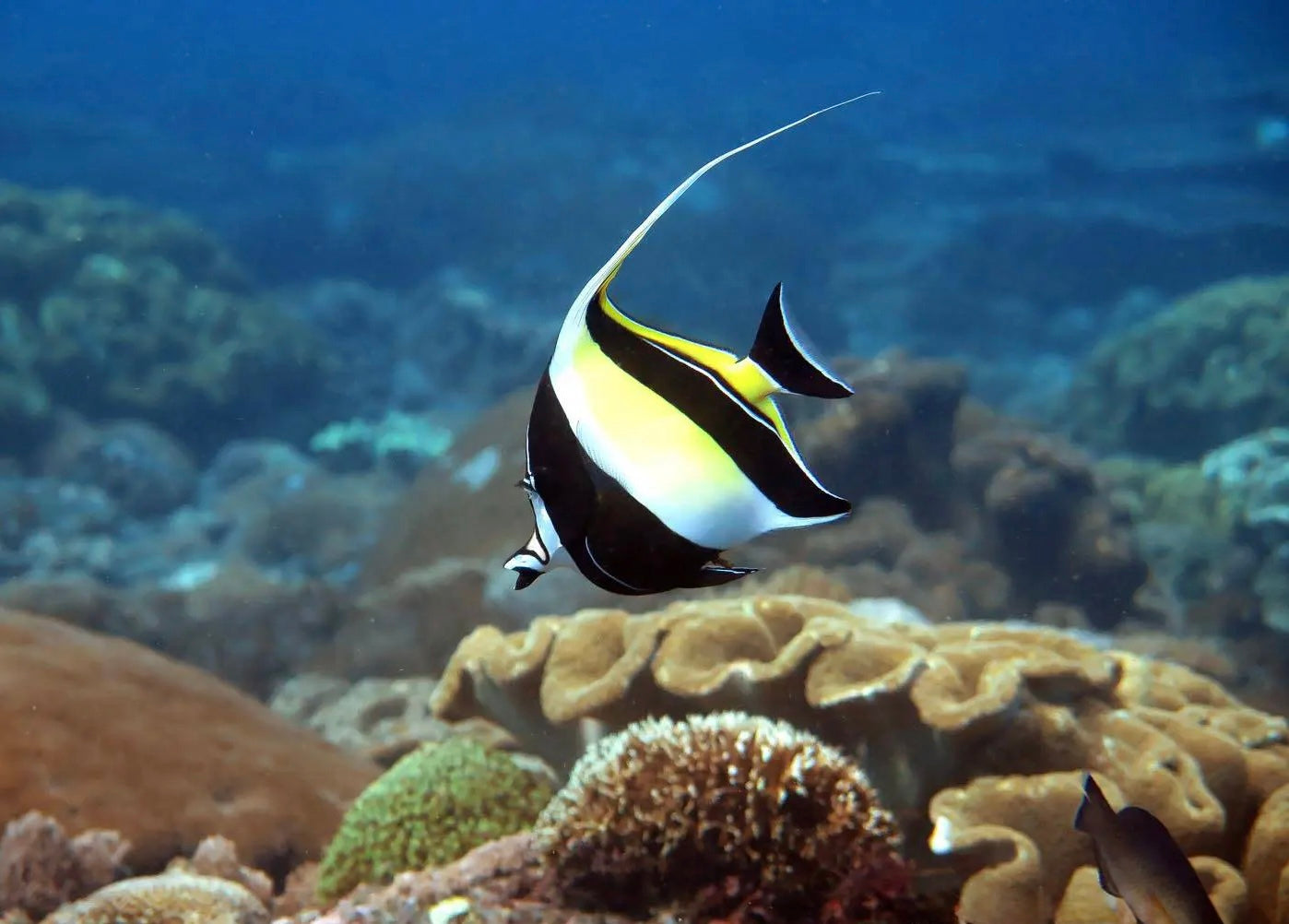 Fish