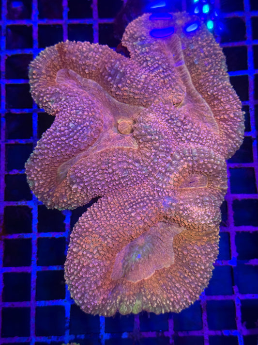 L Lobophyllia (🇦🇺)